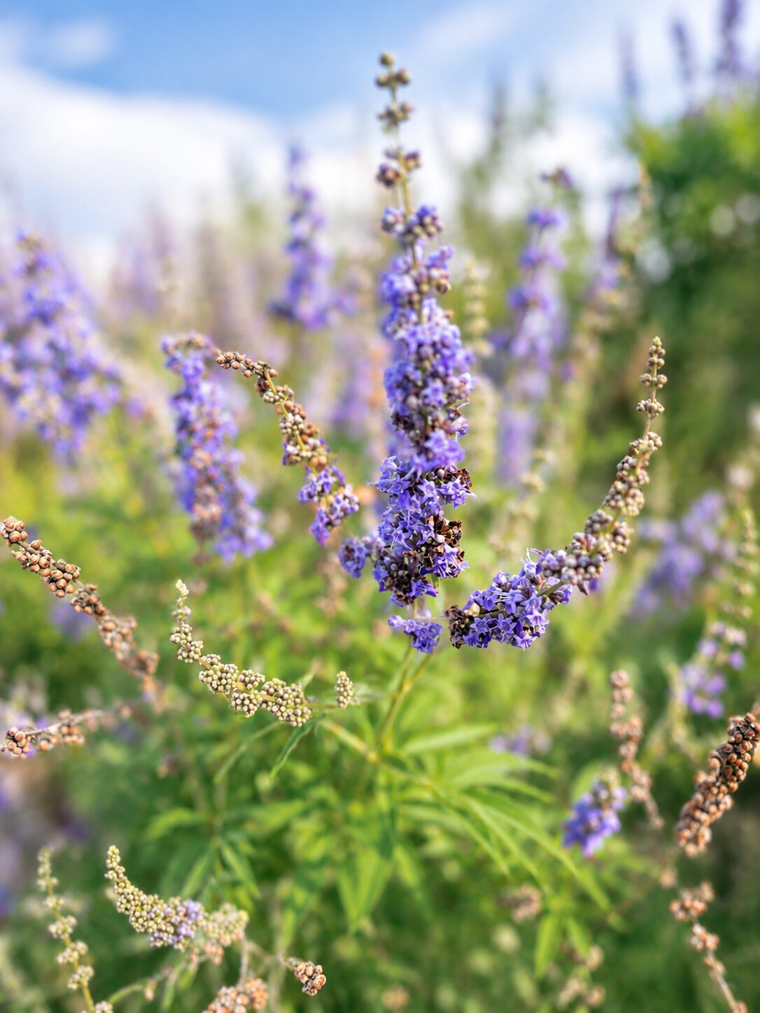 Harvest bundles and more
