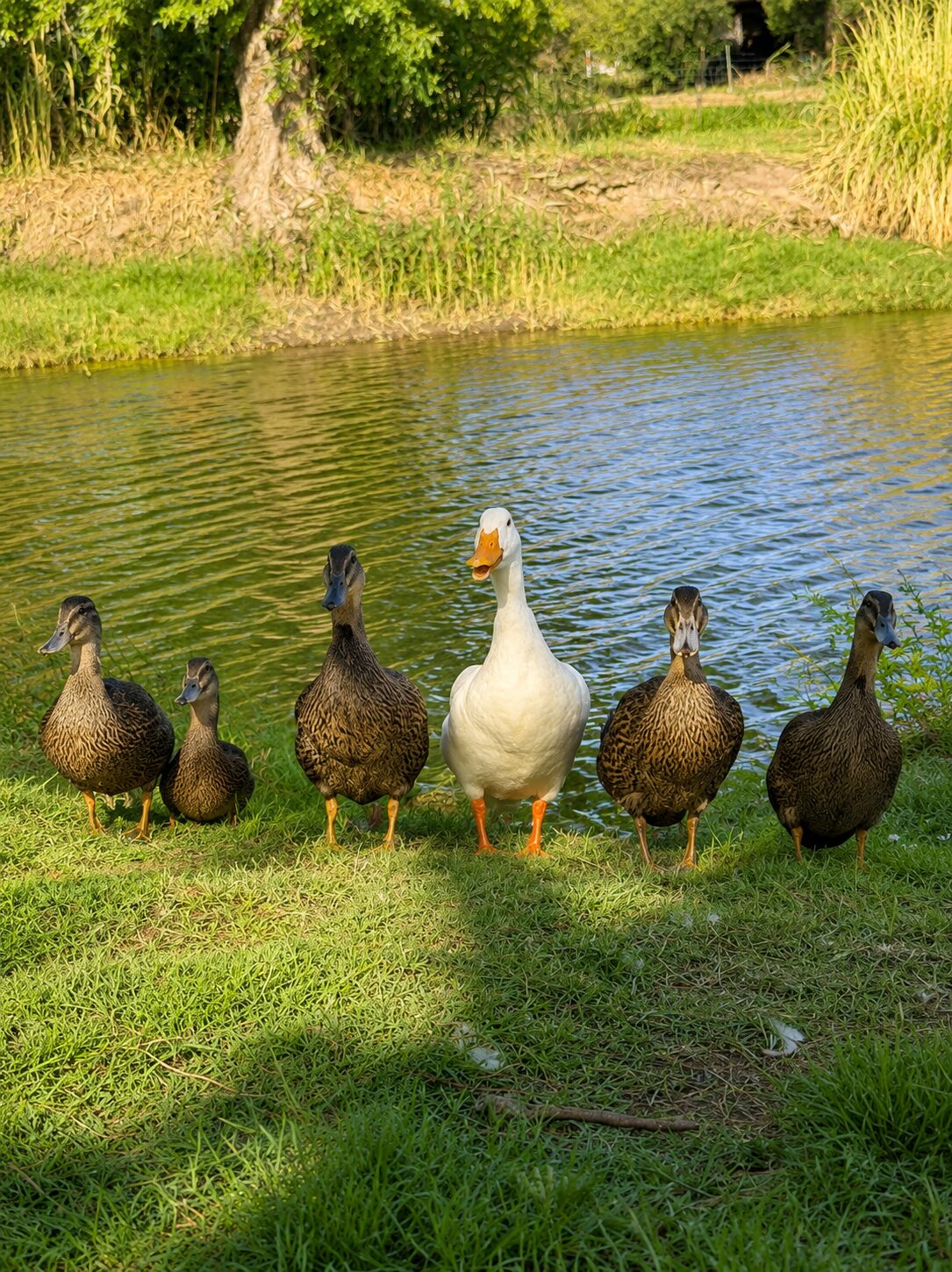 Ducks by the farm pond